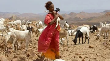 بين الماساي: الماشية نعمة من الله وتضحية للحياة