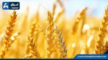 استقرار أسعار القمح الروسي مع بدء تسويق المحصول الجديد
