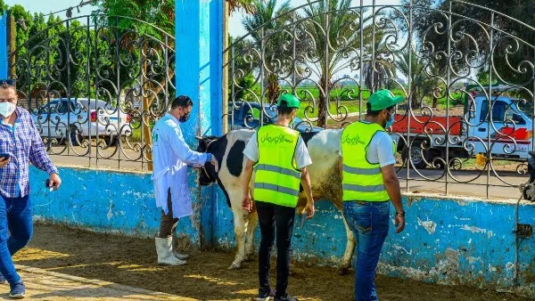 أورمان الشرقية تهدف إلى توزيع اللحوم على 41 قرية بمناسبة عيد الأضحى