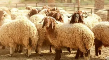 الحكومة المصرية تعزز مساعيها لتوفير الأضاحي واللحوم بأسعار مناسبة.