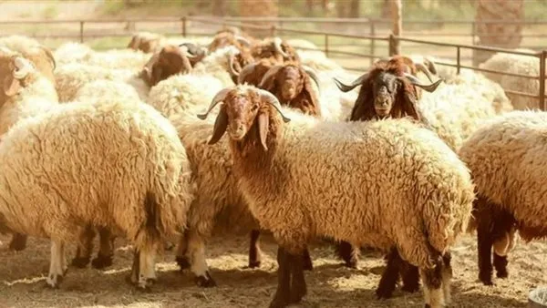 الحكومة المصرية تعزز مساعيها لتوفير الأضاحي واللحوم بأسعار مناسبة. الحكومة المصرية تعزز مساعيها لتوفير الأضاحي واللحوم بأسعار مناسبة.