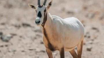نيوم تسعى لإعادة أكثر من 1100 حيوان من 6 أصناف إلى موطنها الطبيعي