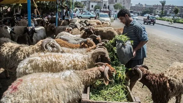 توجيهات الأضحية: 11 نصيحة لاقتناء خروف العيد