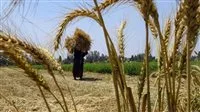 عاجل.. وزير التموين: احتياطي القمح في مصر آمن ويكفي لأكثر من 6 أشهر ونصف.