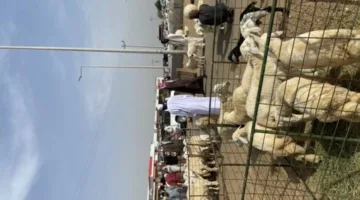 زيادة الطلب وشركات التقسيط ترفع أسعار الأضاحي بنسبة 15%
