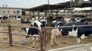 الزراعة: سلالات جديدة من العجول تحقق زيادة في الوزن تصل إلى 1.6 كجم يومياً