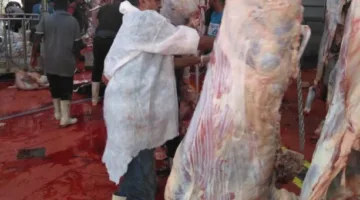 مجازر البحر الأحمر تستمر في ذبح العجول لتوزيعها على المحافظات وتقديم اللحوم بأسعار منخفضة.