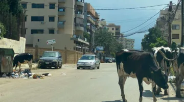 أبقار الشوارع تشكل خطرًا على طرابلس.. فما هي مصدر حليبها؟