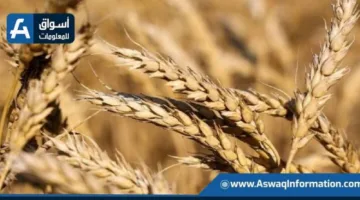 انخفاض أسعار القمح العالمية لليوم الثاني على التوالي