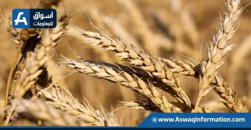 انخفاض أسعار القمح العالمية لليوم الثاني على التوالي انخفاض أسعار القمح العالمية لليوم الثاني على التوالي