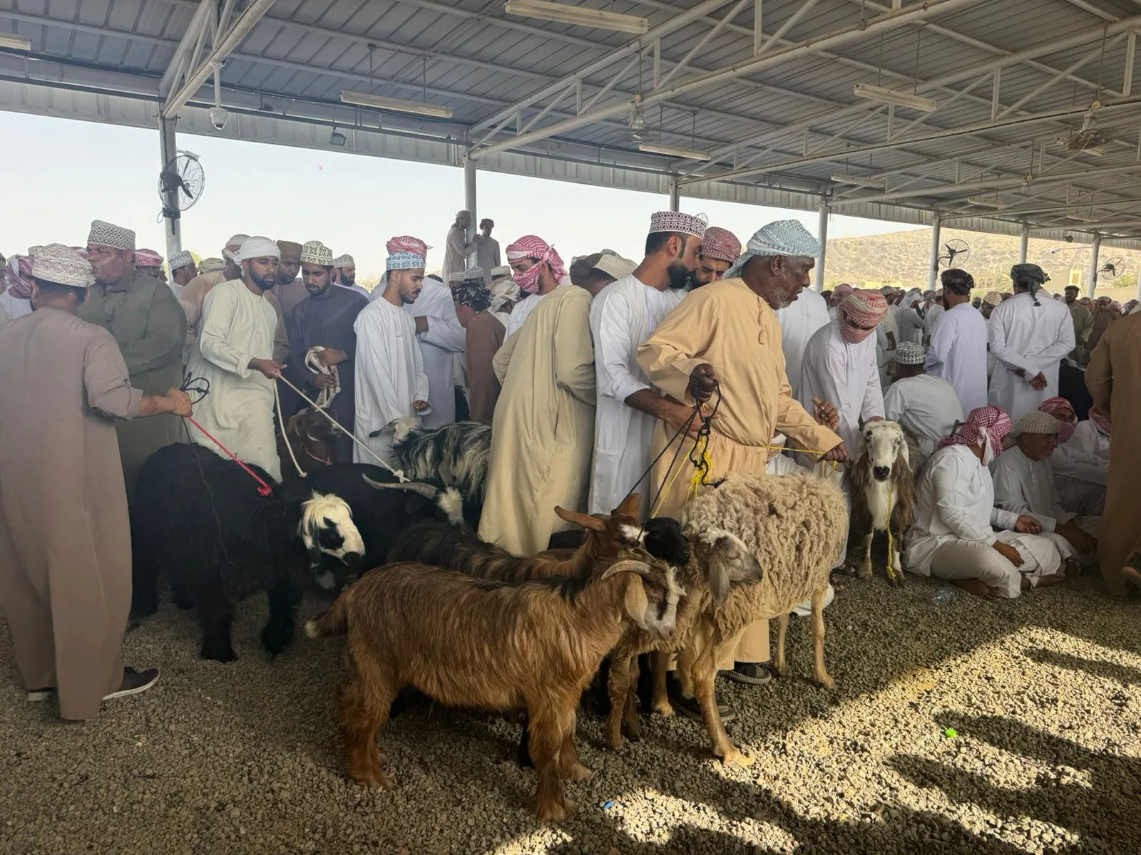 نشاط مجال الثروة الحيوانية خلال فترة عيد الأضحى في محافظة الظاهرة