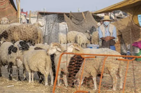 في عام مطير.. التونسيون يتحدون ارتفاع أسعار الأضاحي في عام مطير.. التونسيون يتحدون ارتفاع أسعار الأضاحي