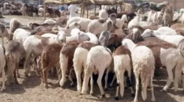 سعر كيلو اللحوم البقرية الحية اليوم الأربعاء في منافذ وزارة الزراعة