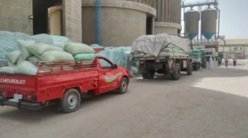 توريد قياسي في المنيا: 500 ألف طن من القمح منذ بداية موسم 2025