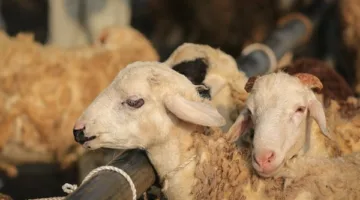 قبل شراء الخروف أو العجل: 5 نصائح “تحميك من الخداع”