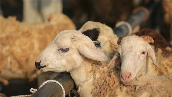 قبل شراء الخروف أو العجل: 5 نصائح “تحميك من الخداع” قبل شراء الخروف أو العجل: 5 نصائح “تحميك من الخداع”