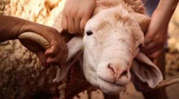 استعدادات سكان الدقهلية لاقتناء أضحية العيد.. تعرف على التفاصيل