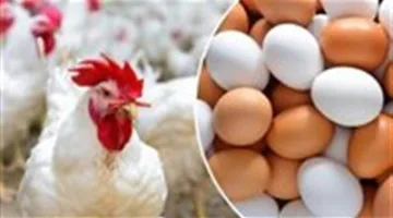 أسعار الدواجن والبيض بتاريخ الأربعاء 4 يونيو
