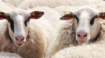 ما هو العمر المحدد للأضحية ومتى يجب الذبح؟.. الإفتاء توضح المتطلبات