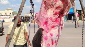 بعد الزيادة الكبيرة في أسعار اللحوم في البحيرة.. جهود منافذ الدولة وشوادرها لمكافحة احتكار وجشع الجزارين.