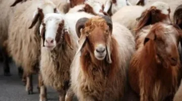أحدث معلومات حول أسعار الأضاحي البلدية 2025.. «كم سعر الكيلو قائم؟»