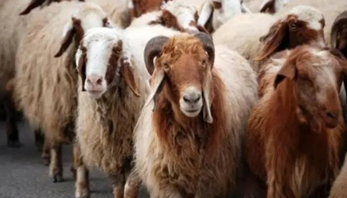 أحدث معلومات حول أسعار الأضاحي البلدية 2025.. «كم سعر الكيلو قائم؟» أحدث معلومات حول أسعار الأضاحي البلدية 2025.. «كم سعر الكيلو قائم؟»