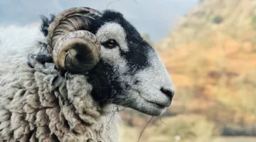 متى يبدأ وينتهي موعد ذبح الأضحية؟ دليل إرشادي مبسط