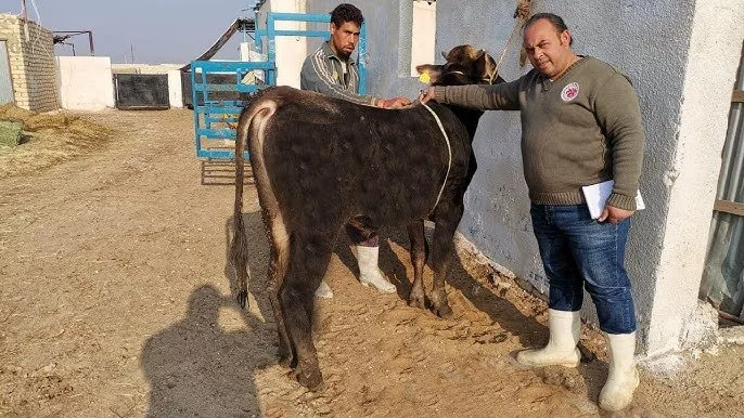 أسهل وسيلة لتحديد وزن الأضحية دون الحاجة لميزان.. «بقر، ضأن وماعز» أسهل وسيلة لتحديد وزن الأضحية دون الحاجة لميزان.. «بقر، ضأن وماعز»