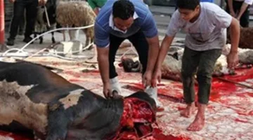5 سنوات سجن وغرامة 1000 جنيه: تعرف على عقوبة ذبح الأضاحي في الشوارع وفقًا للقانون