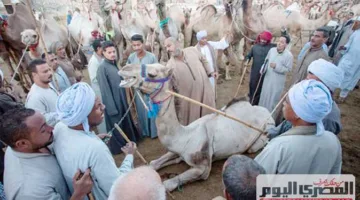 «جِمال برقاش» تستهوي الجزارين خلال عيد الأضحى