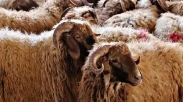 أسعار الخراف والعجول المتاحة في الأسواق قبل عيد الأضحى 2025