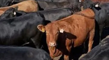 بالأسماء: القرى في سوهاج التي ستستفيد من توزيع لحوم العجول البلدية