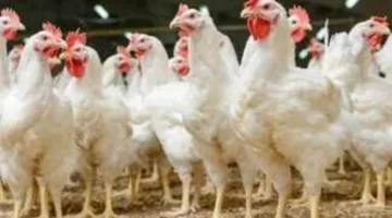 أسعار الدواجن البيضاء اليوم الخميس بعد الزيادة الكبيرة.. وحالة بورصة الدواجن قبيل العيد