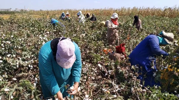 دمياط: زراعة 2127 فدانًا من محصول القطن حتى هذه اللحظة دمياط: زراعة 2127 فدانًا من محصول القطن حتى هذه اللحظة