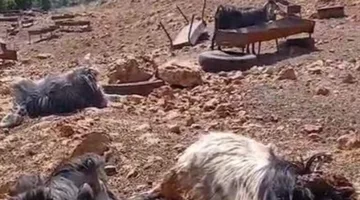 مجزرة ضخمة في قطيع الماعز في عكار… هل يعود السبب إلى دواء؟ (فيديو)