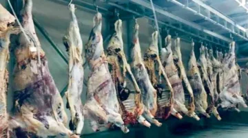 المجازر تعرض خدماتها مجانًا لدعم البيئة وصحة المواطنين