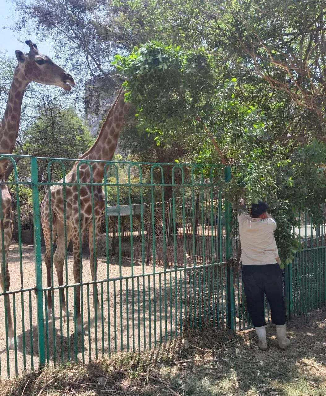 التحالف الوطني يعلن عن خطة لتحديث حديقة الحيوان بالجيزة ويؤسس مستشفى بيطري ويعيّن 60 خريجًا جديدًا. التحالف الوطني يعلن عن خطة لتحديث حديقة الحيوان بالجيزة ويؤسس مستشفى بيطري ويعيّن 60 خريجًا جديدًا.