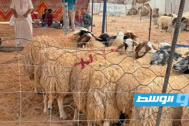 انخفاض أسعار الأضاحي في مدينة سرت بمناسبة العيد