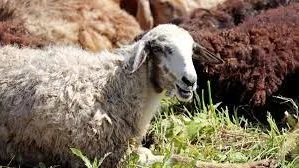 في اليوم العالمي للبيئة.. قيم حضارية أرسى الإسلام قواعدها لذبح الأضاحي