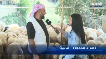 كل ما تحتاج لمعرفته حول أضاحي العيد وأسعارها مع تغطية جديدة
