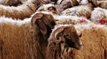 الإسماعيلية: وضع خطة للتأمين الصحي خلال عيد الأضحى المبارك