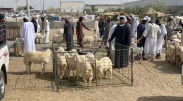 15% زيادة في أسعار الأضاحي نتيجة ارتفاع الطلب