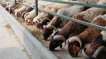عضو التحالف الوطني: نستهدف تقديم لحوم الأضاحي لأكثر من مليوني أسرة خلال العيد