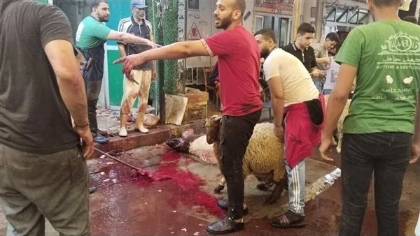 تجمع المواطنين أمام متاجر اللحوم لذبح الأضاحي في الإسكندرية (صور) تجمع المواطنين أمام متاجر اللحوم لذبح الأضاحي في الإسكندرية (صور)