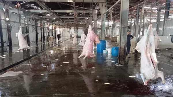 مراسل إكسترا نيوز في قنا: المرافق الحكومية مستعدة لاستقبال الأضاحي دون مقابل. مراسل إكسترا نيوز في قنا: المرافق الحكومية مستعدة لاستقبال الأضاحي دون مقابل.