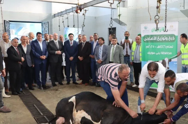 محافظ بني سويف يشارك في ذبح أضاحي الأورمان في مجزر اهناسيا لتوزيع اللحوم.