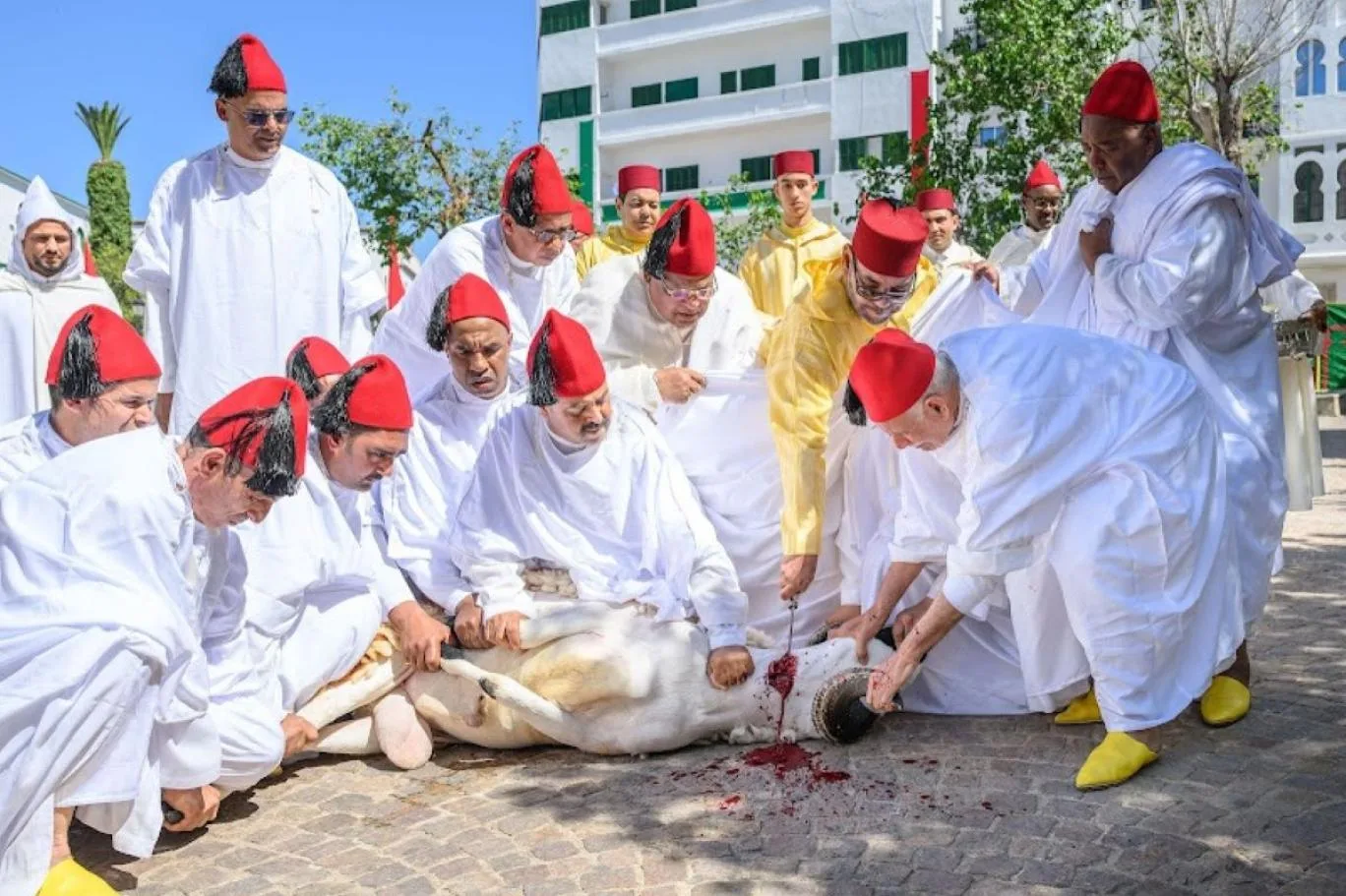 إلغاء تقليد ذبح الأضاحي في المغرب للمرة الأولى.. اكتشف السبب
