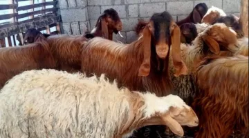 الأضحية: المتطلبات وطريقة توزيعها وآخر موعد لذبحها في أيام التشريق