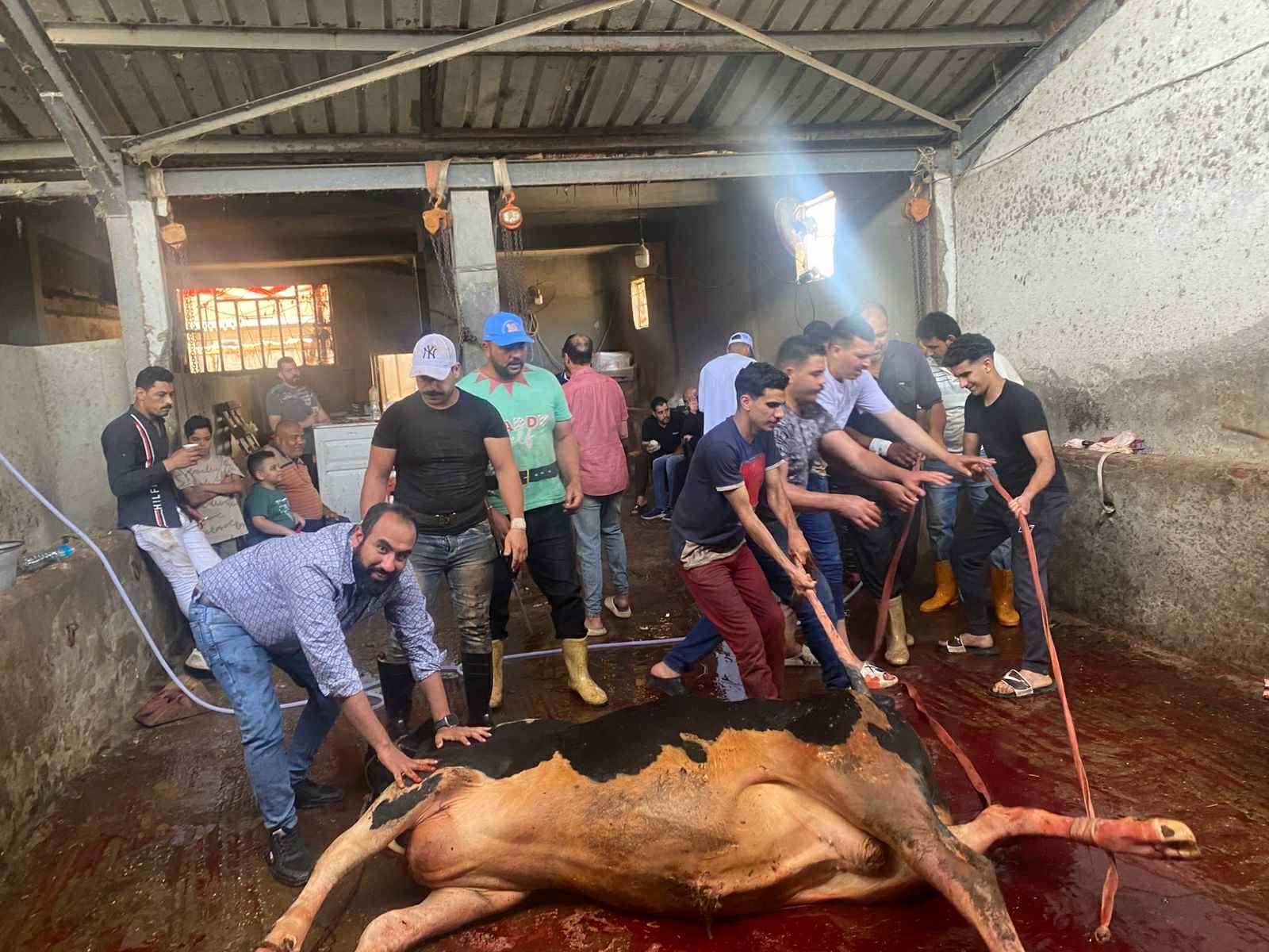 شباب مسيحيون يذبحون في عيد الأضحي ببورسعيد