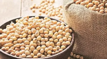 إرشادات فنية لمزارعي فول الصويا في شهر يونيو